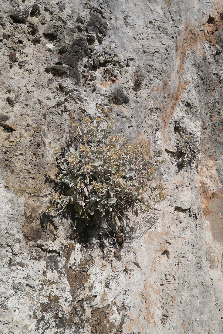 Image of Inula verbascifolia specimen.