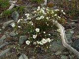 Claytonia soczaviana