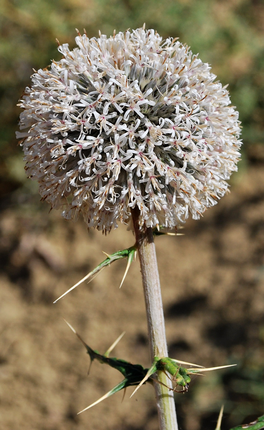 Изображение особи Echinops maracandicus.