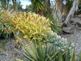 Agave asperrima