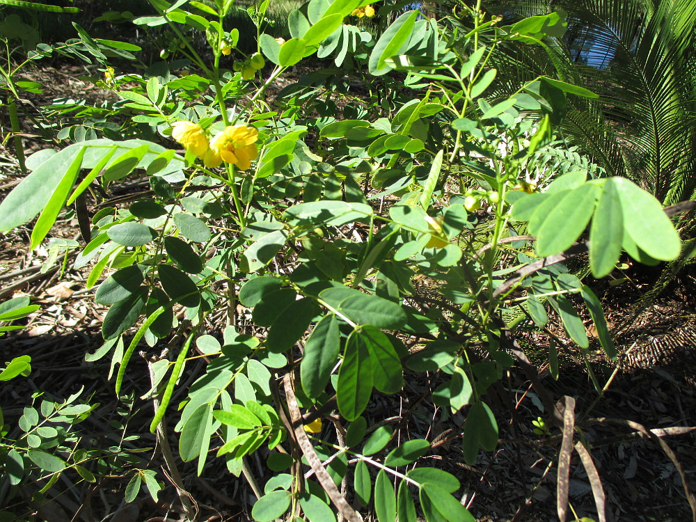 Image of Senna acclinis specimen.