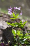 Cardamine quinquefolia. Цветущее растение. Грузия, Край Рача-Лечхуми и Нижняя Сванетия, Онский муниципалитет, окр. пос. Шови, дол. р. Чанчахи (приток р. Риони), выс. 1050 м н.у.м., опушка смешанного леса. 07.05.2017.