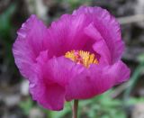 Paeonia daurica