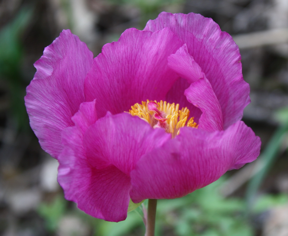 Изображение особи Paeonia daurica.