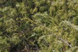 Juniperus oblonga. Ветви. Азербайджан, Гахский р-н, долина р. Курмухчай, окраина с. Илису. 8 апреля 2017 г.