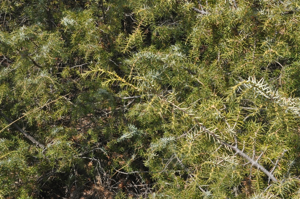 Изображение особи Juniperus oblonga.