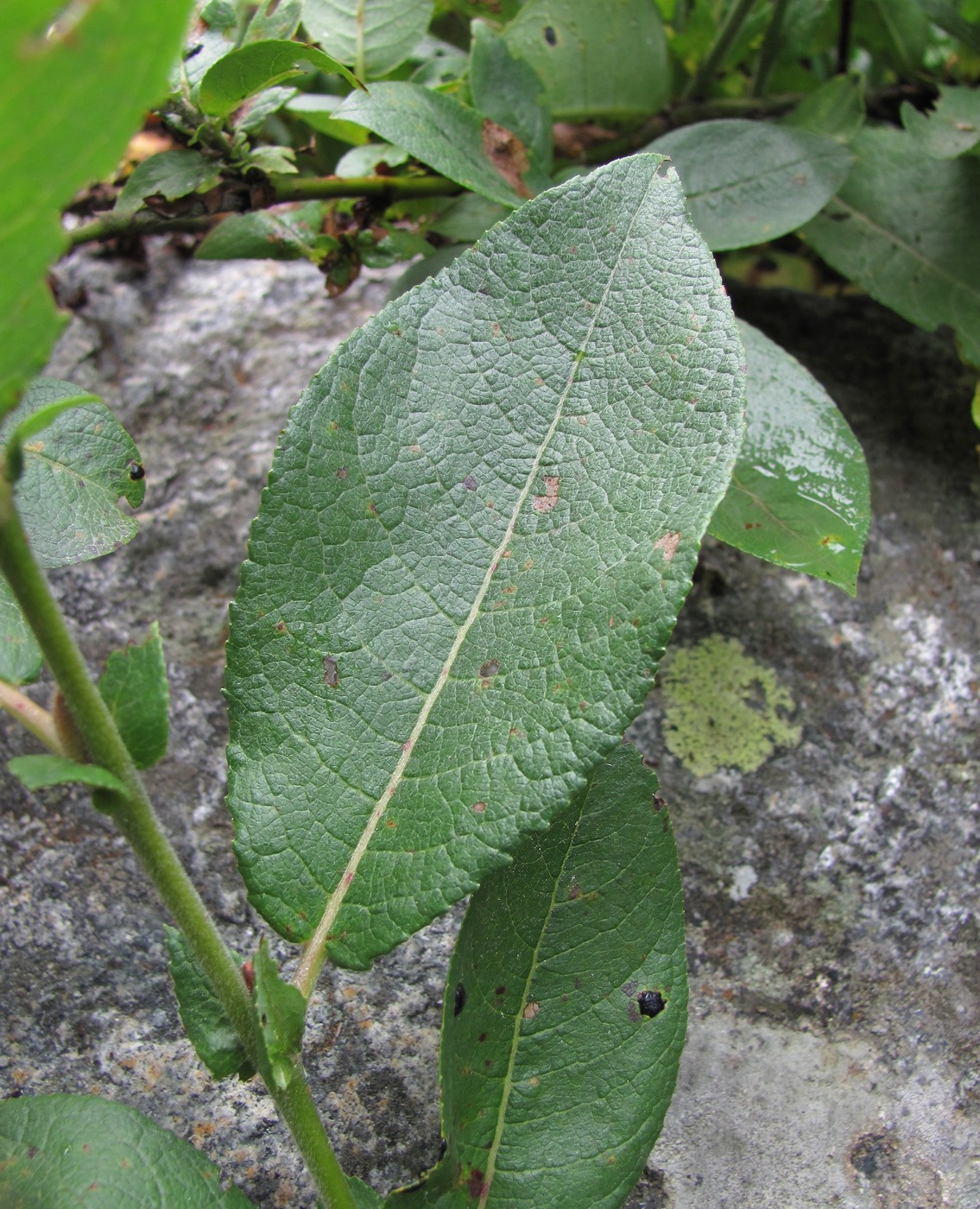 Image of genus Salix specimen.