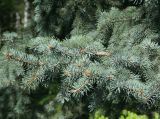 Picea pungens форма glauca. Нижние ветви. Восточный Казахстан, г. Усть-Каменогорск, парк Жастар, в культуре. 07.05.2017.