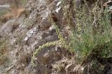 Salsola montana