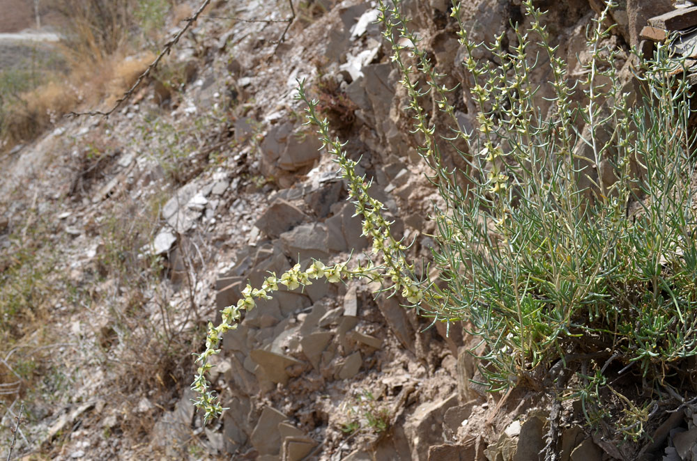 Изображение особи Salsola montana.