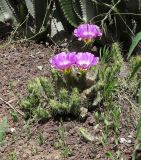 Echinocereus berlandieri