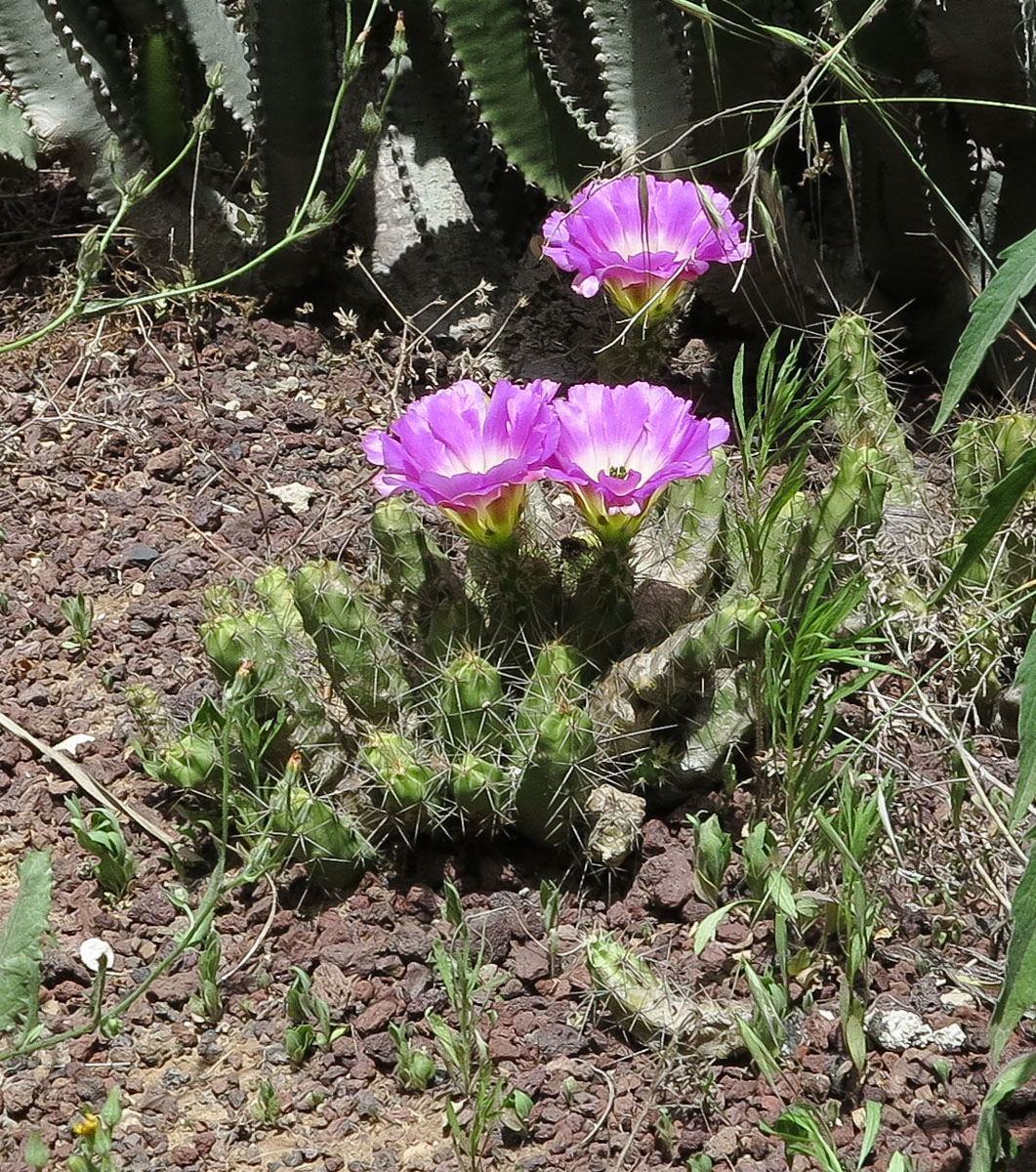 Image of Echinocereus berlandieri specimen.