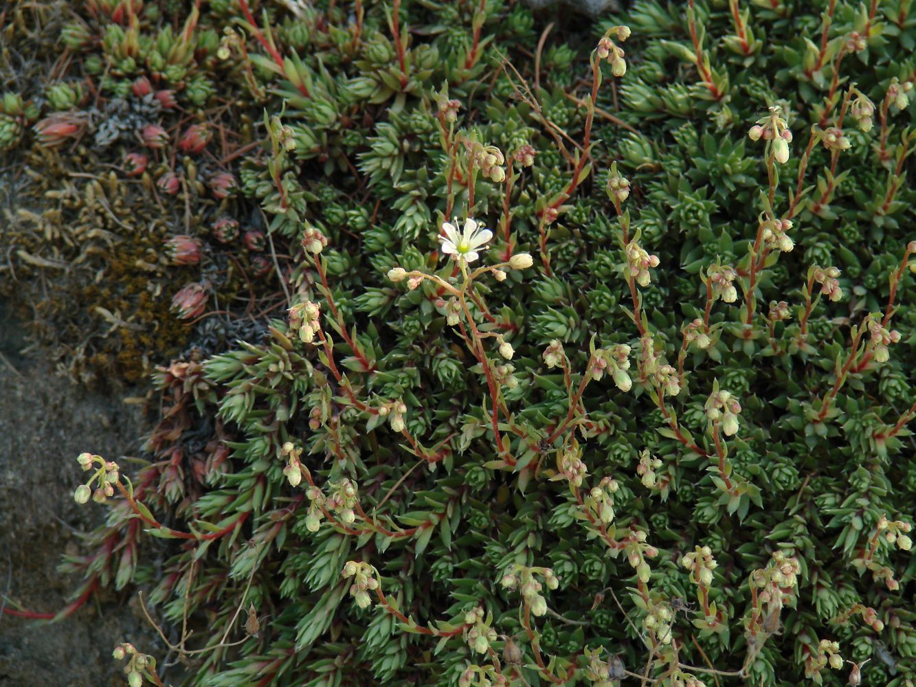 Изображение особи Saxifraga spinulosa.