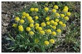 Alyssum lenense