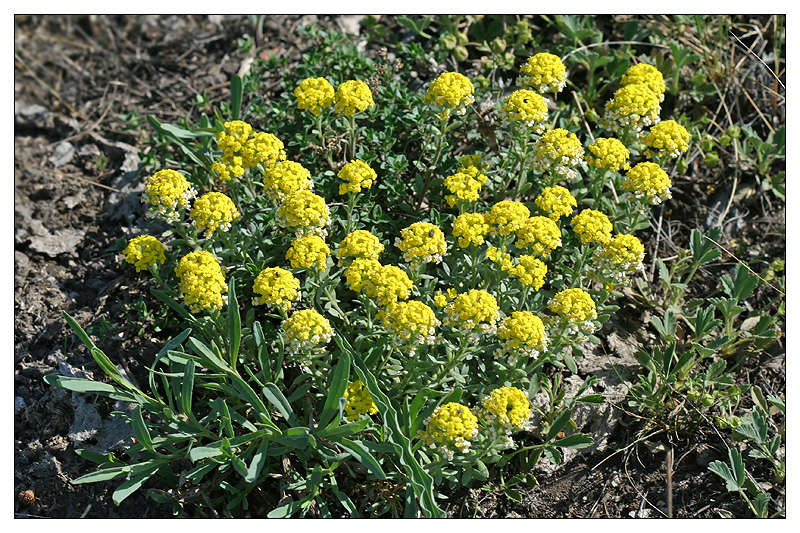 Изображение особи Alyssum lenense.