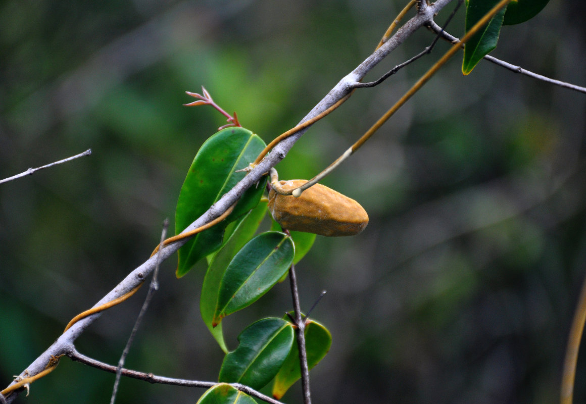 Image of Dischidia major specimen.