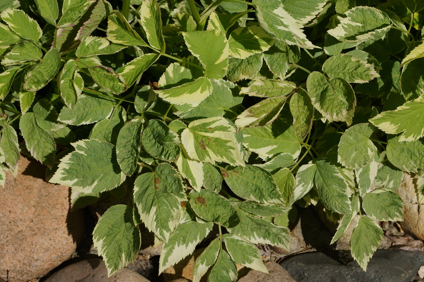 Image of Aegopodium podagraria specimen.