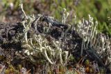 Cladonia cenotea. Подеции. Карелия, восточный берег оз. Топозеро, берёзово-елово-сосновый лес. 18.07.2017.