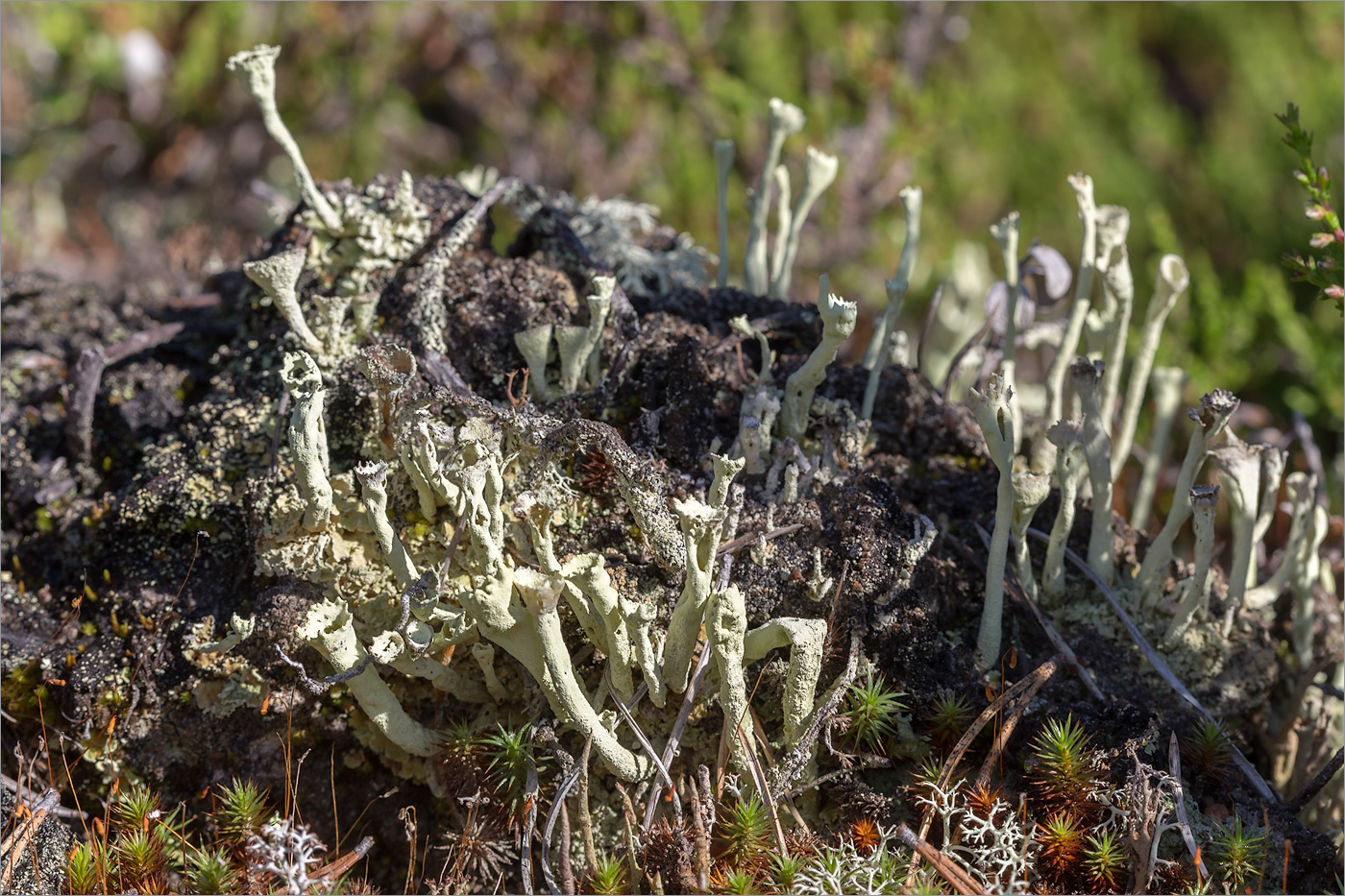 Изображение особи Cladonia cenotea.