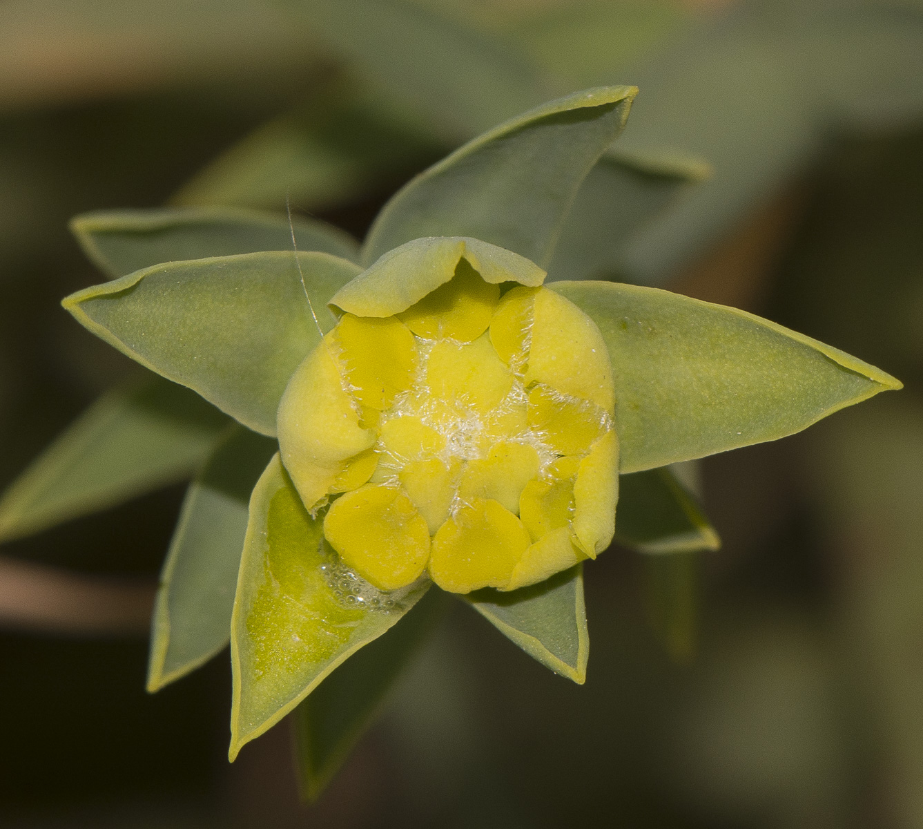 Image of Euphorbia mauritanica specimen.