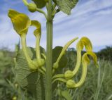 Aristolochia clematitis. Часть побега с соцветием. Краснодарский край, Крымский р-н, окр. станицы Гладковская, разнотравный луг. 12.05.2018.