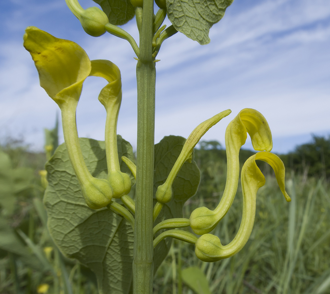 Image of Aristolochia clematitis specimen.