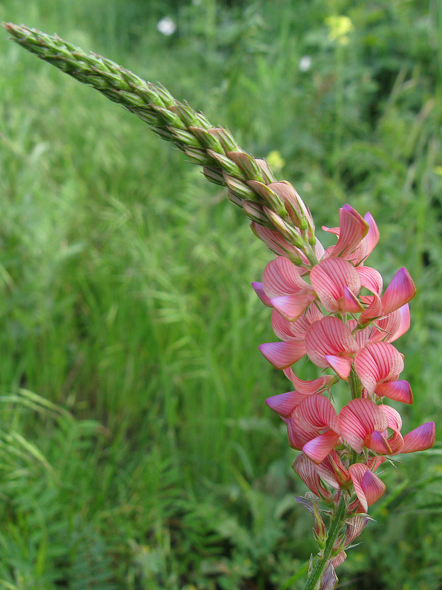 Image of genus Onobrychis specimen.