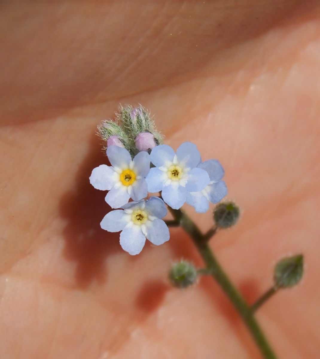 Изображение особи Myosotis arvensis.