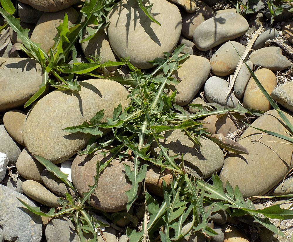 Image of Lactuca tatarica specimen.