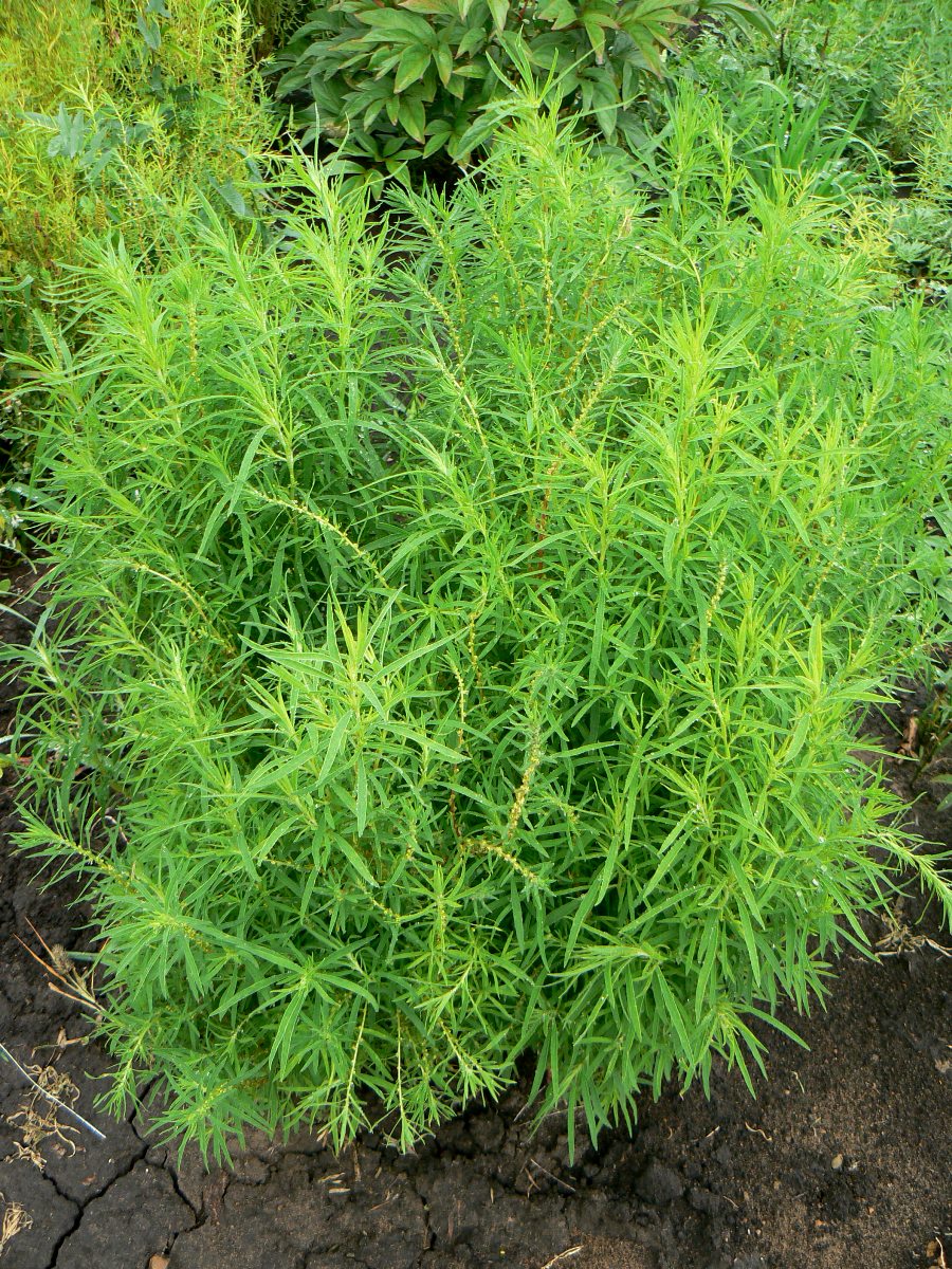 Image of Bassia scoparia f. trichophylla specimen.