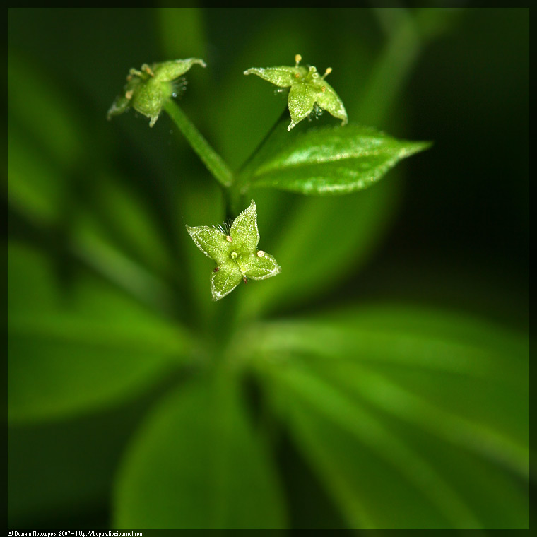Image of Galium triflorum specimen.