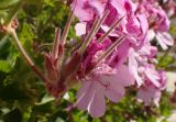 Pelargonium cucullatum