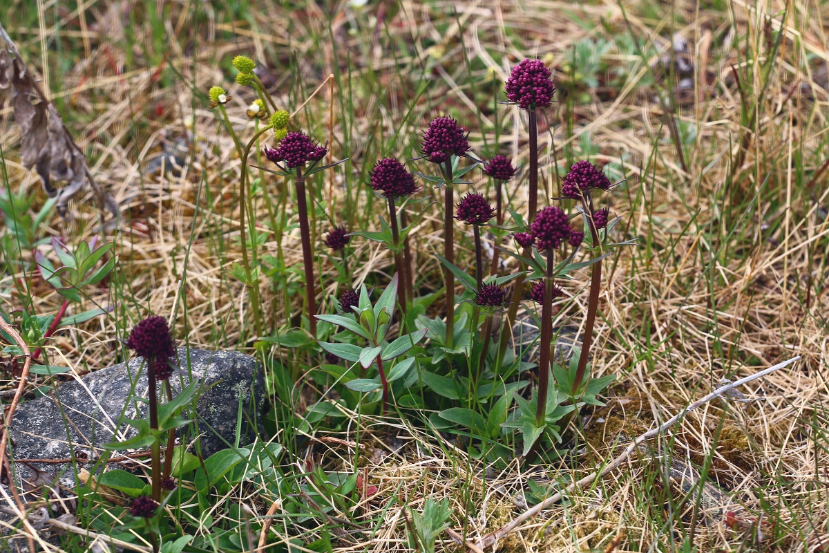 Изображение особи Valeriana capitata.