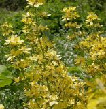 род Hypericum