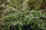 Philadelphus pubescens