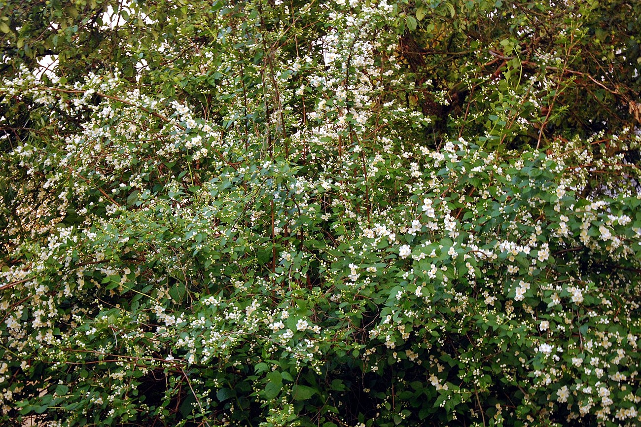 Image of Philadelphus pubescens specimen.