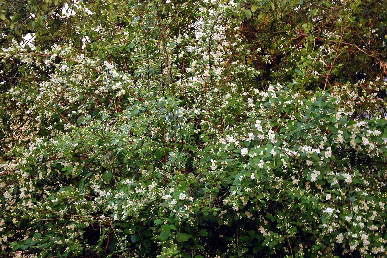 Изображение особи Philadelphus pubescens.