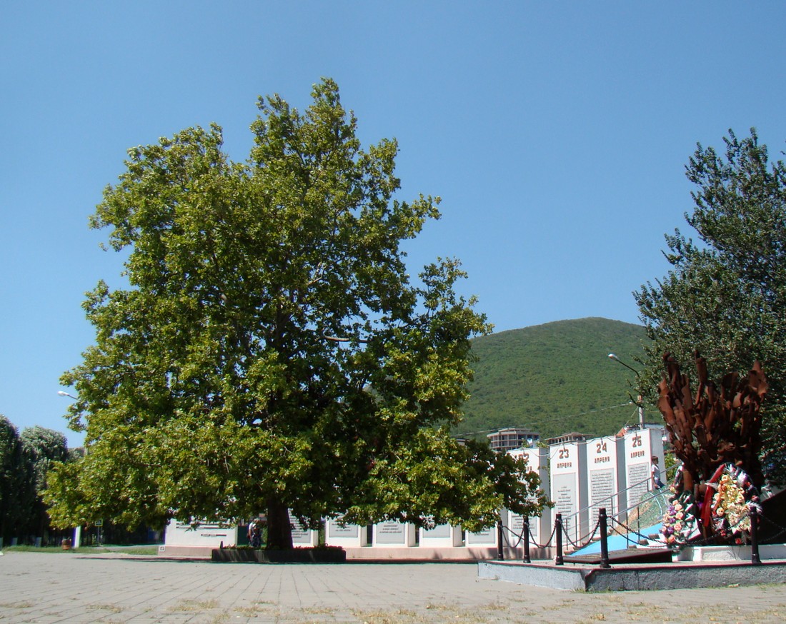 Image of Platanus &times; acerifolia specimen.