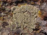 familia Lecanoraceae. Таллом на камне. Украина, Днепропетровская обл., Апостоловский р-н, Токовский сельский совет, скалы возле Токовских водопадов. 04.08.2018.