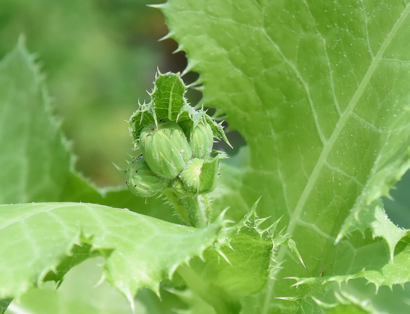 Image of Sonchus arvensis ssp. uliginosus specimen.