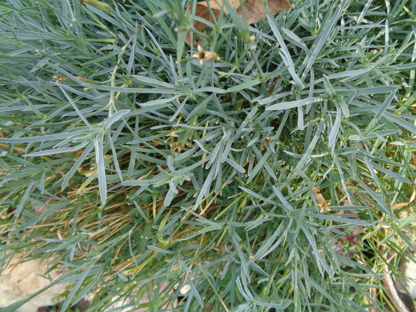 Image of Dianthus plumarius specimen.