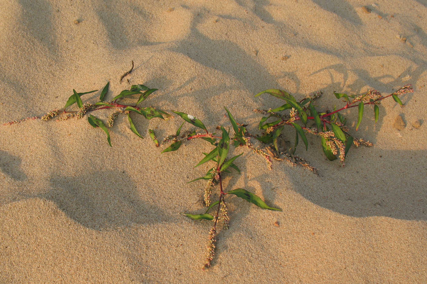 Изображение особи Persicaria maculosa.