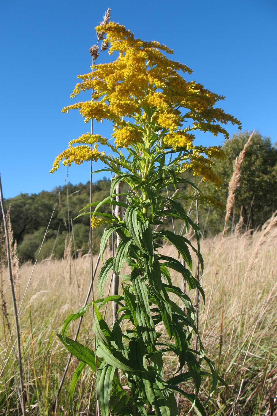 Image of Solidago canadensis specimen.