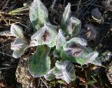 Tephroseris pseudoaurantiaca
