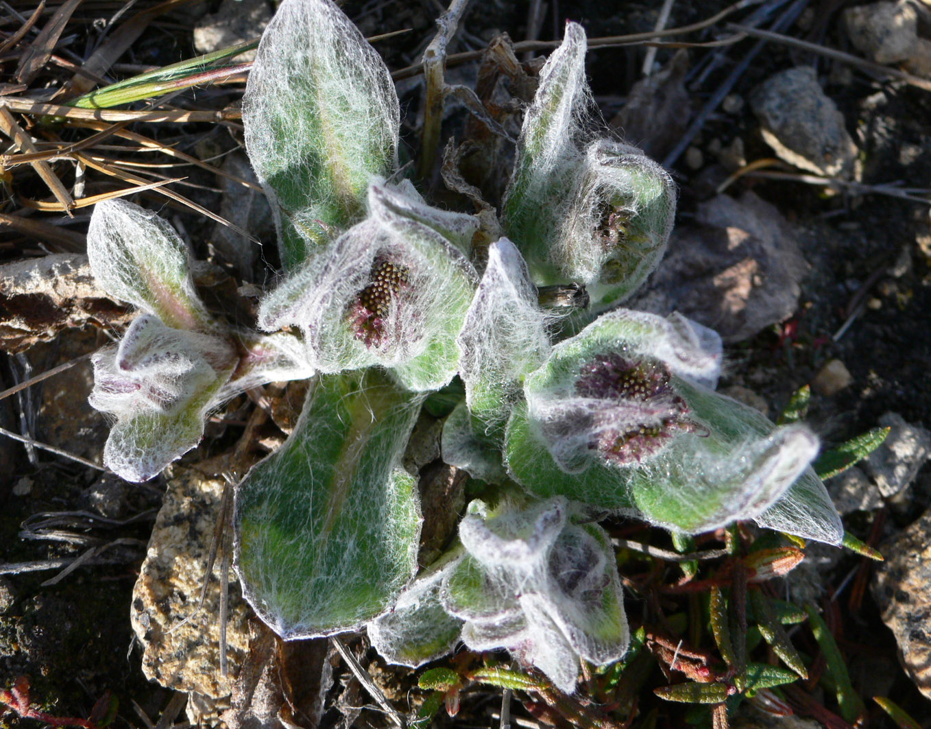 Изображение особи Tephroseris pseudoaurantiaca.