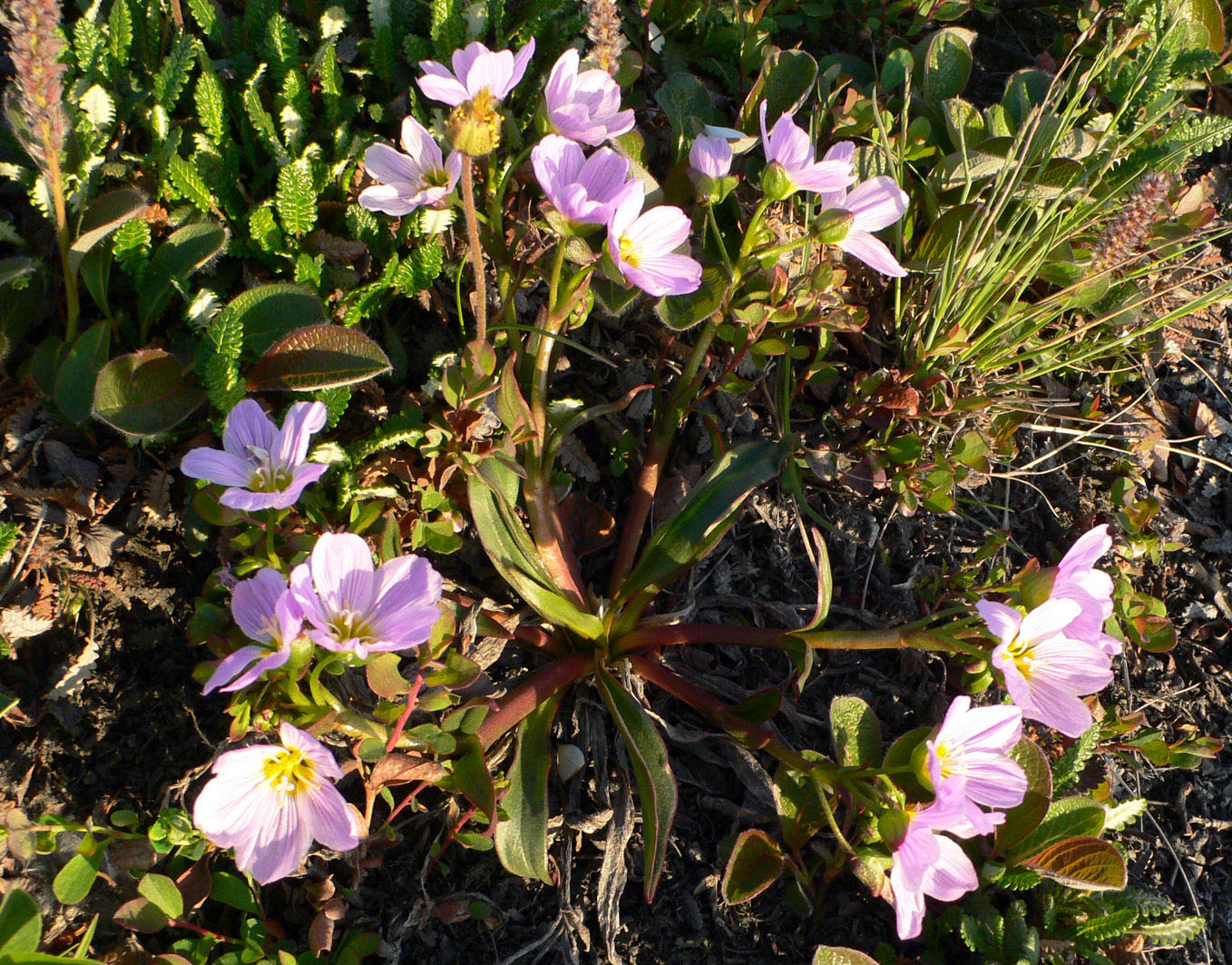 Image of Claytonia acutifolia specimen.