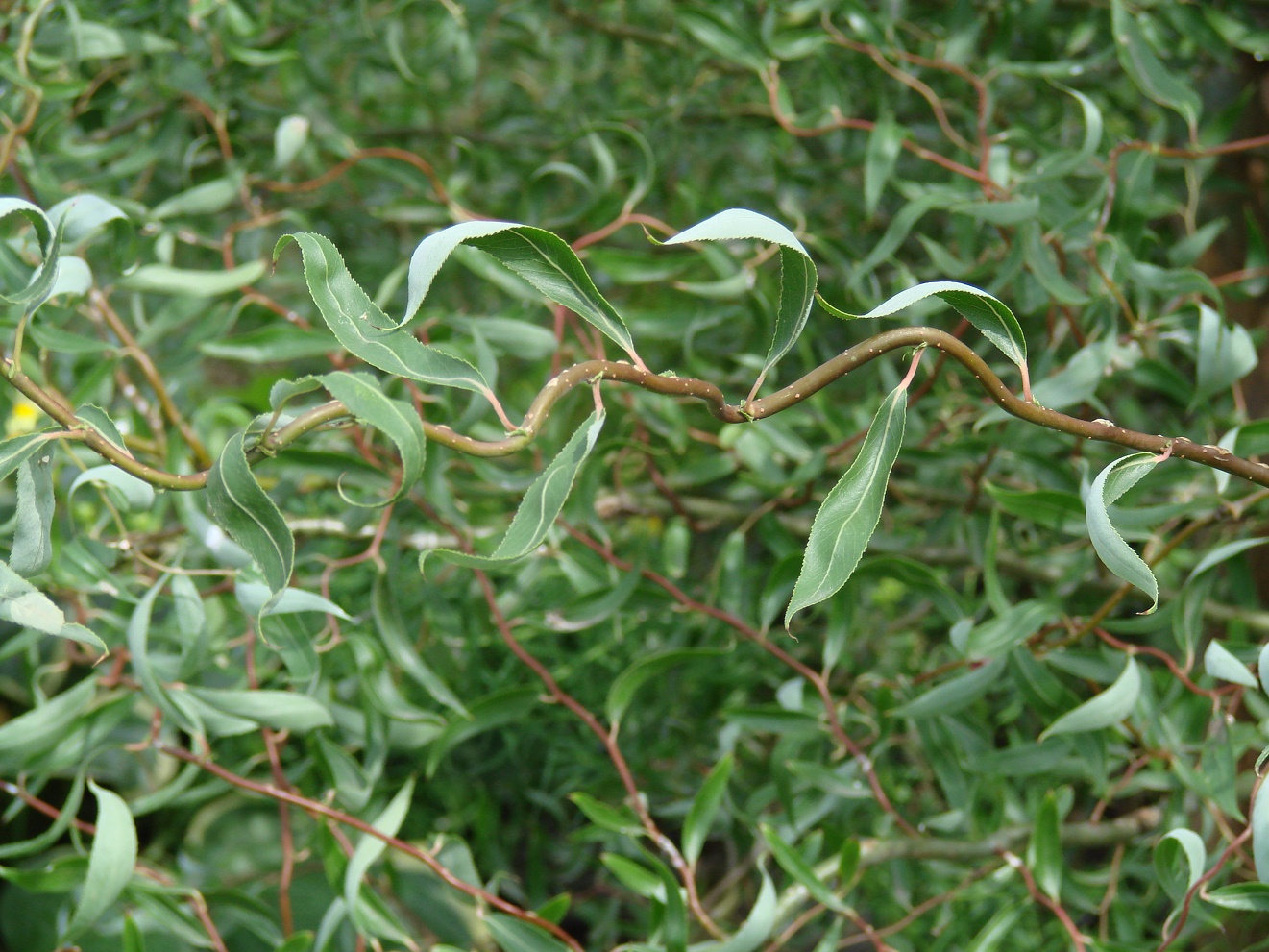 Image of genus Salix specimen.