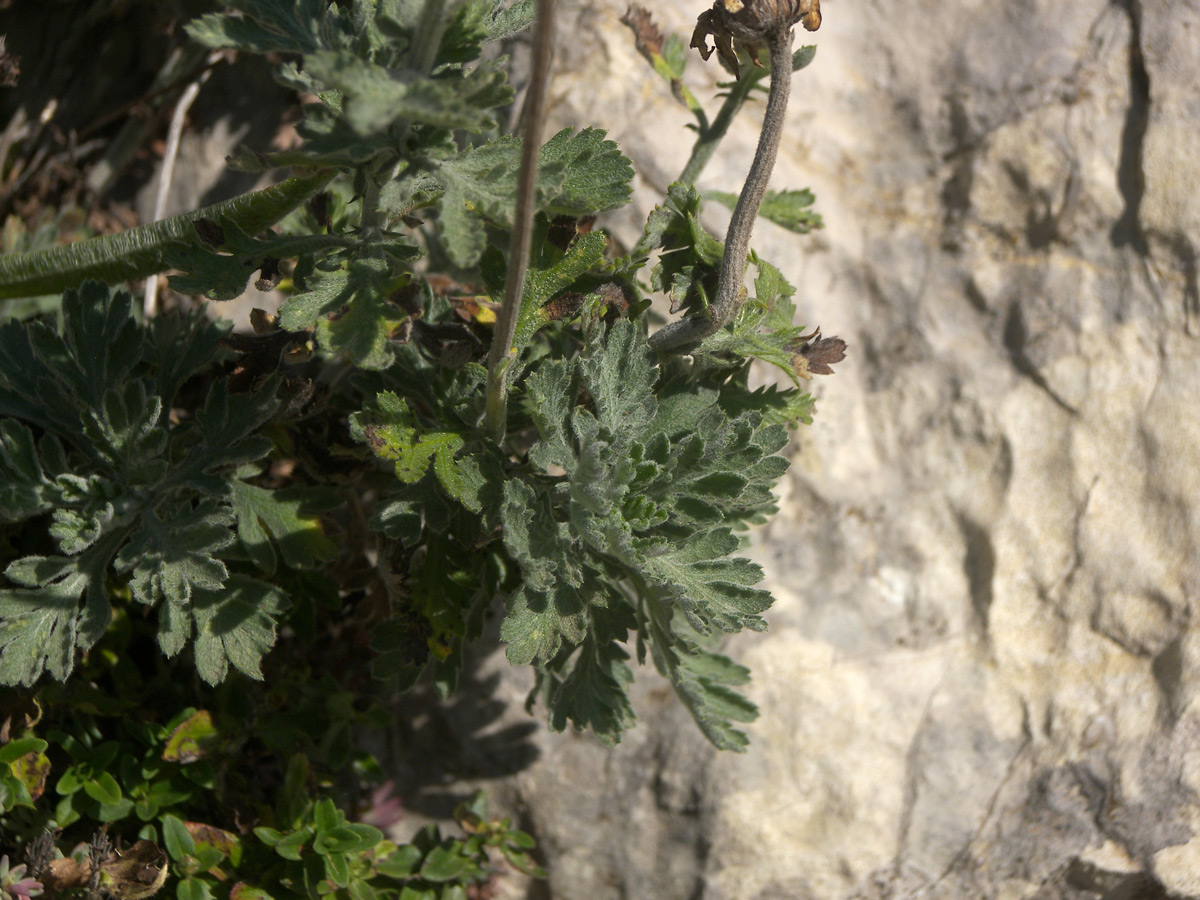 Image of Anthemis woronowii specimen.