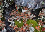 genus Cladonia