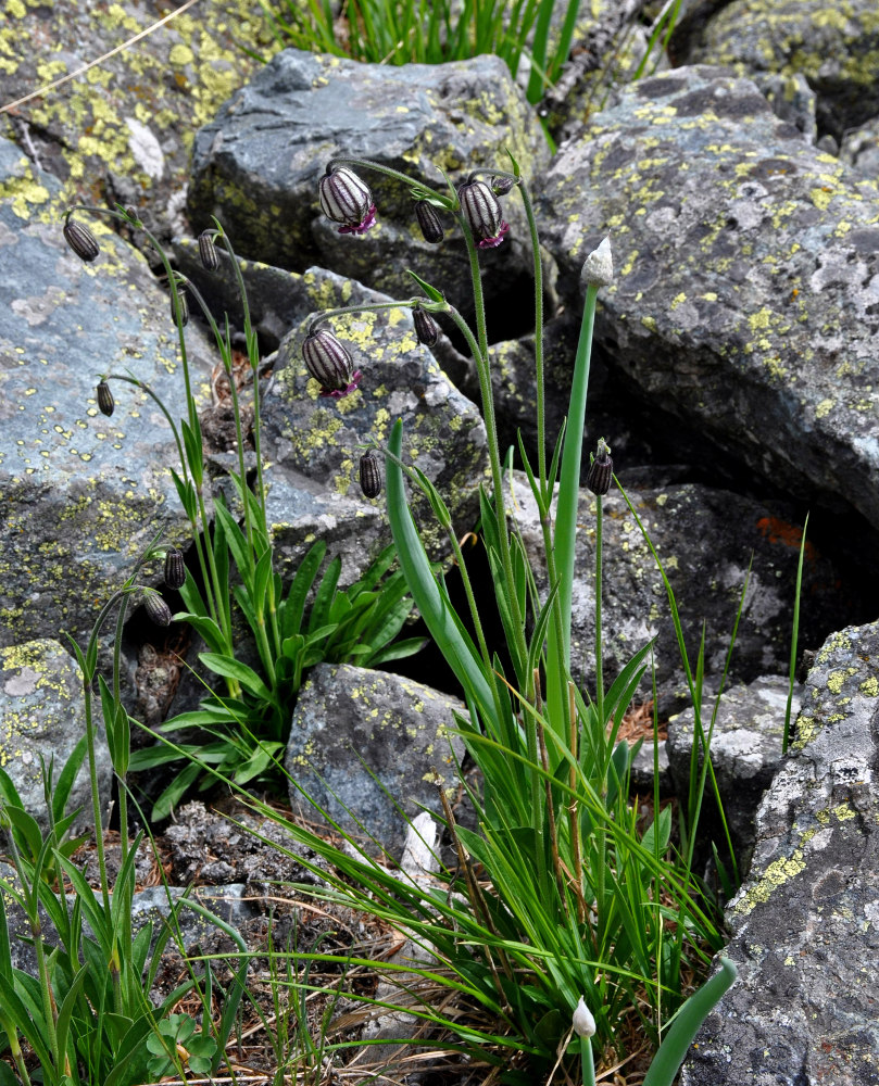 Изображение особи Gastrolychnis tristis.